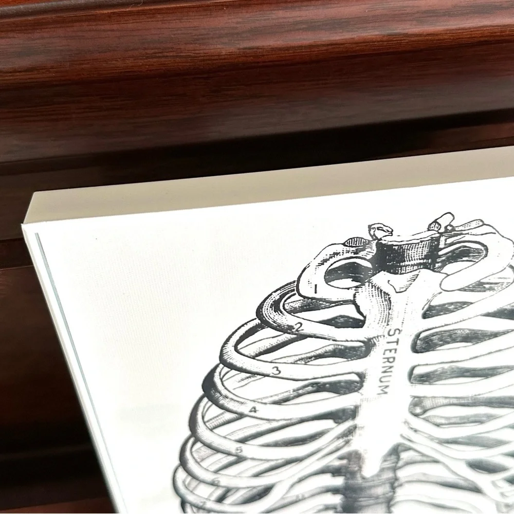 Sternum Ribcage Bone Print Human Anatomy Skeleton Vtg Illustration Framed Art